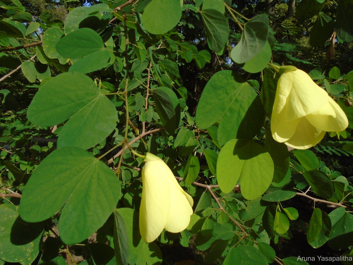 Bauhinia tomentosa L.